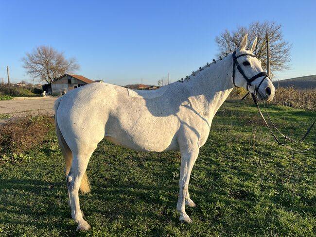 Jument de 146 cm âgée de 8 ans