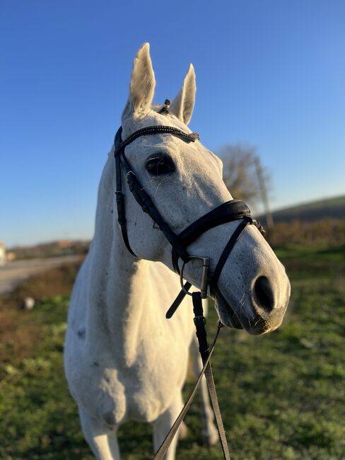 Jument de 146 cm âgée de 8 ans