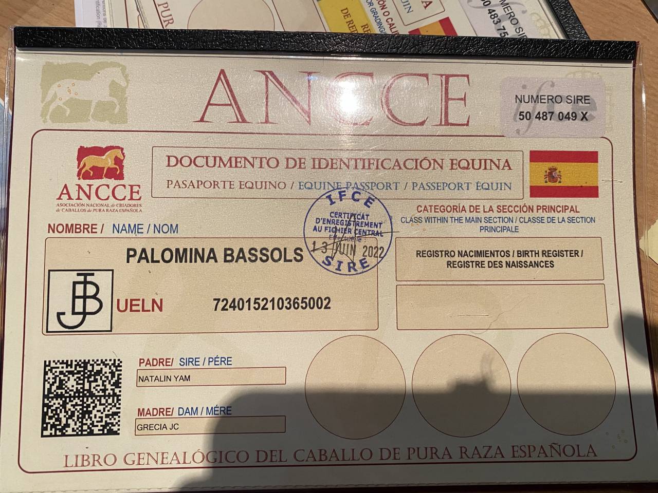 Jument PRÉ palomina 163cm 4 ans debourree 