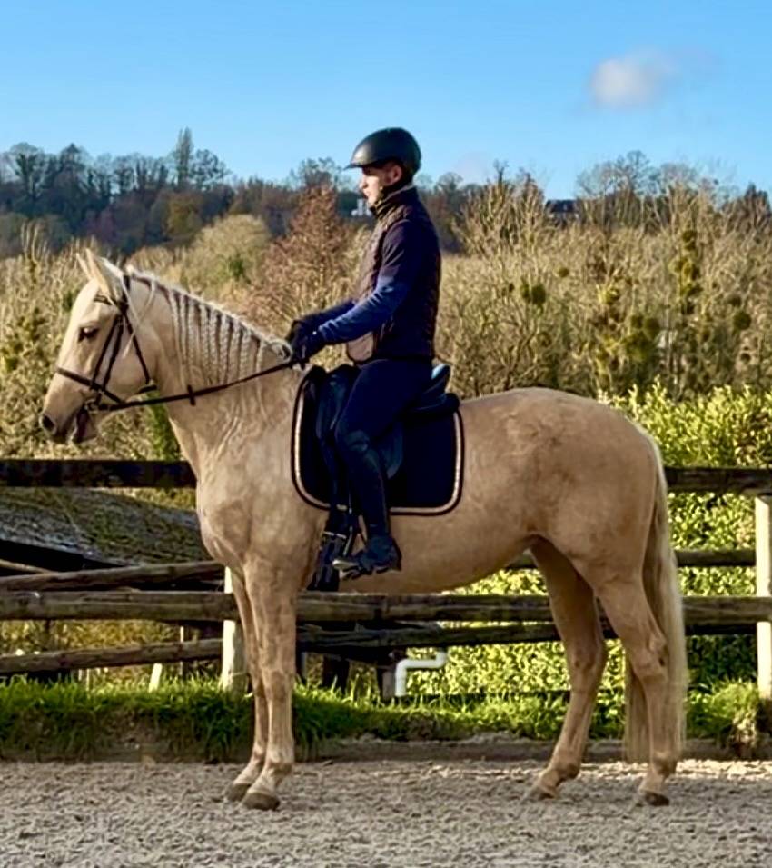 Jument PR&Eacute; palomina 163cm 4 ans debourree 