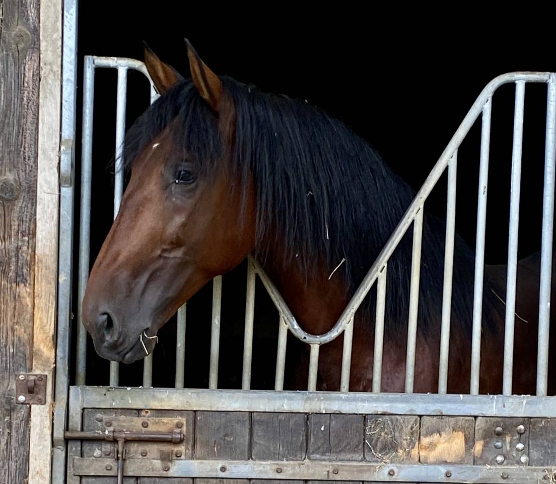 Hongre PRÉ 170 cm bai débourré