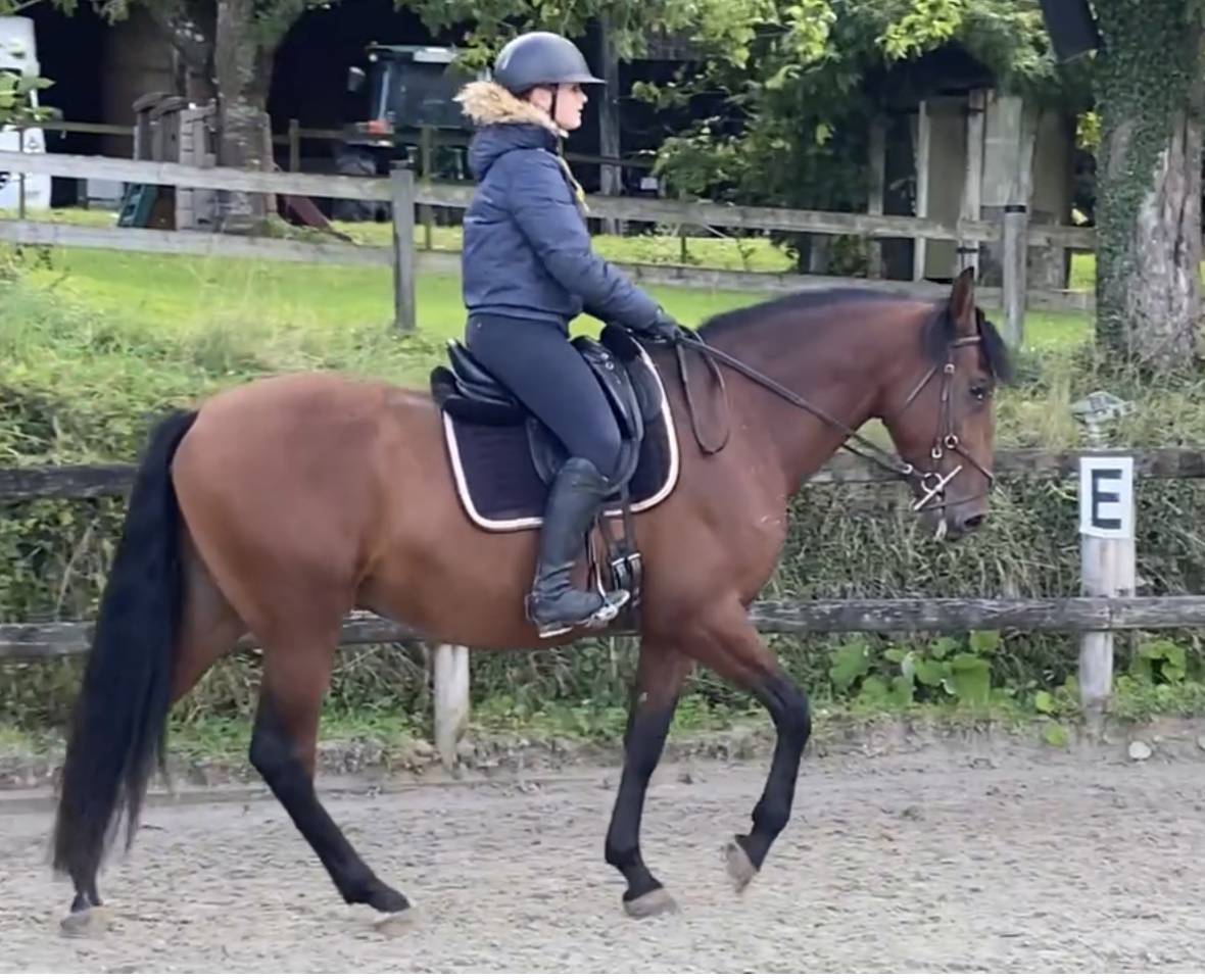 Hongre PRÉ 170 cm bai débourré