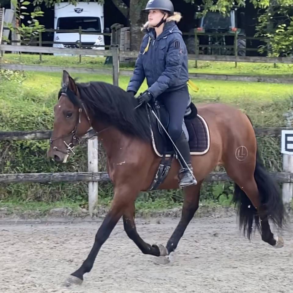 Hongre PRÉ 170 cm bai débourré