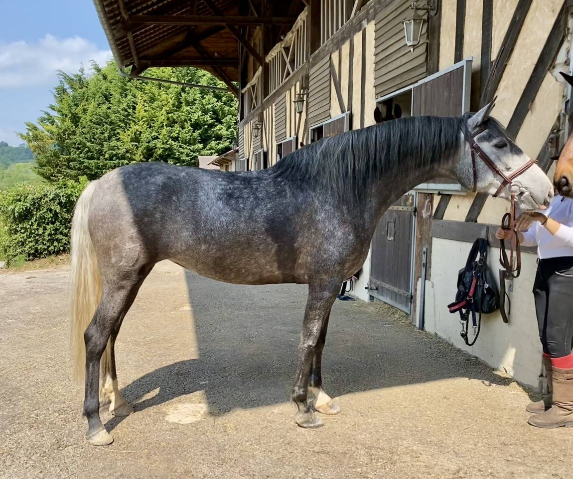 Jument PRÉ 5 ans 160cm grise top origine! 