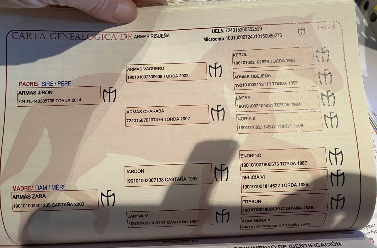 Jument PRÉ 5 ans 160cm grise top origine! 