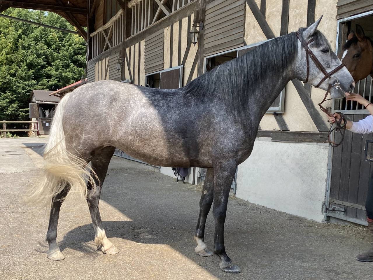 Jument PRÉ 5 ans 160cm grise top origine! 