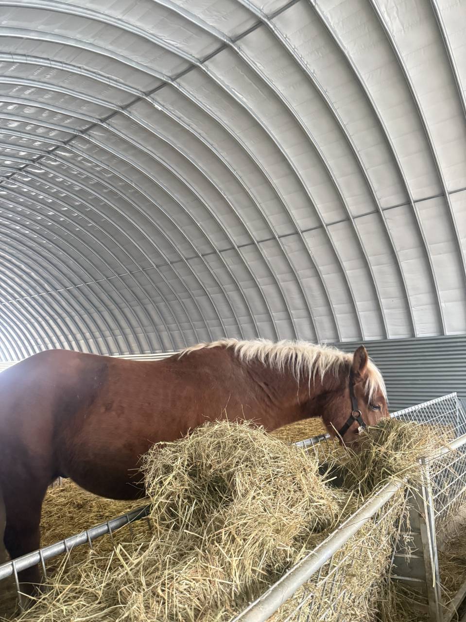 ÉTALON COMTOIS PP – 2 ANS  – TRÈS BEAU MODÈLE