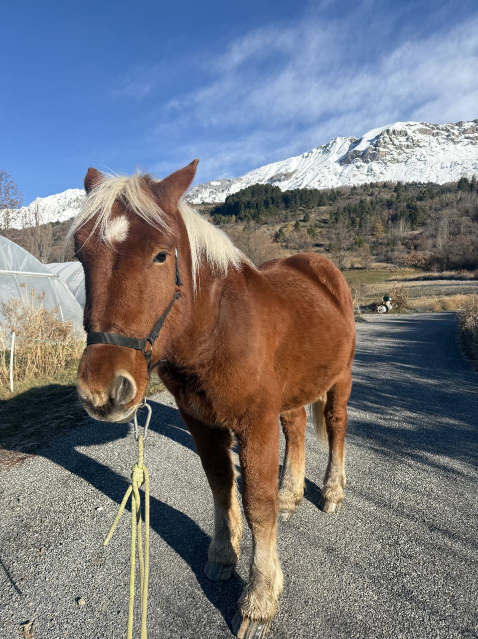 ÉTALON COMTOIS PP – 2 ANS  – TRÈS BEAU MODÈLE
