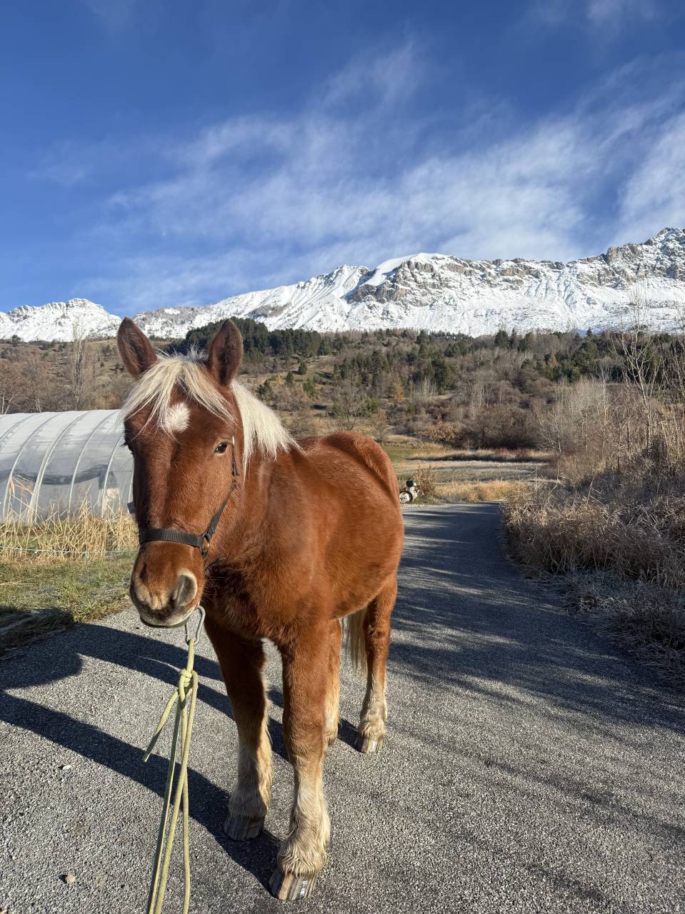 ÉTALON COMTOIS PP – 2 ANS  – TRÈS BEAU MODÈLE