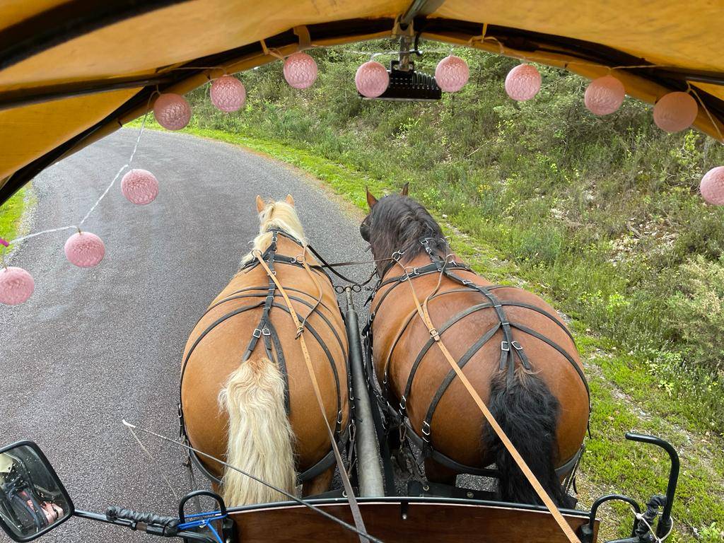 Paire de trait comtois