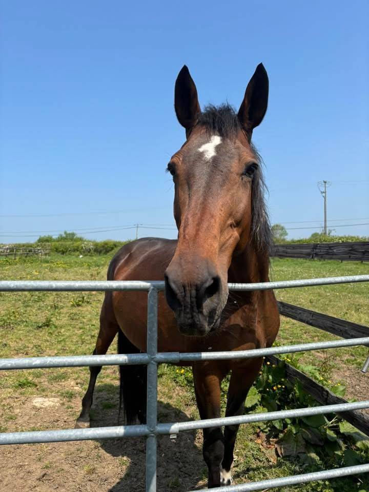 Poulinière Toulon x Ahorn