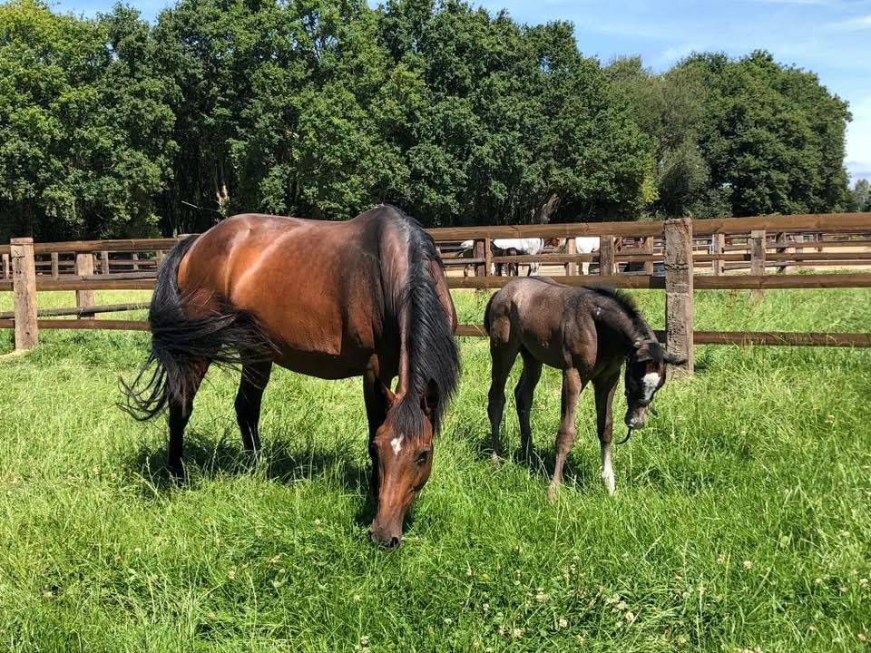 Poulinière Toulon x Ahorn