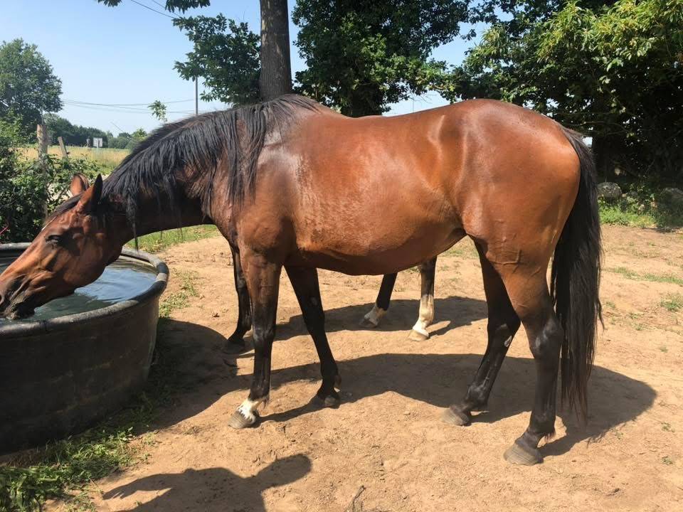 Poulinière Toulon x Ahorn