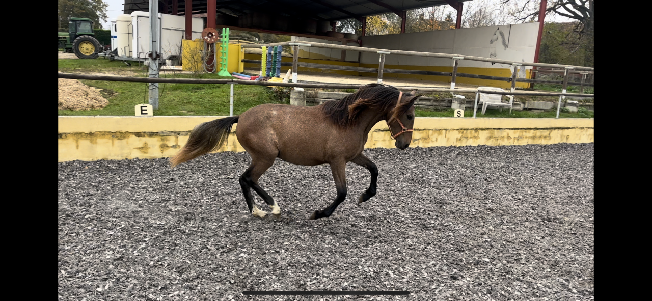 Pouliche Pure Race Espagnole OC