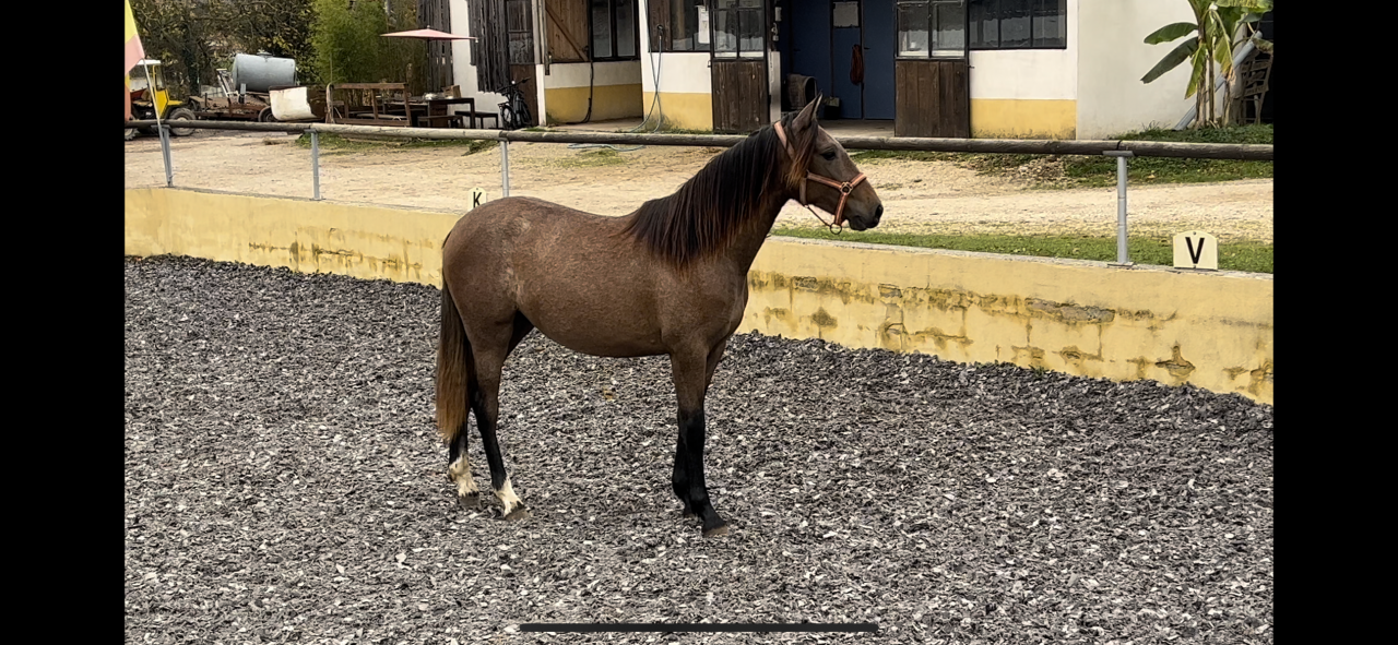 Pouliche Pure Race Espagnole OC