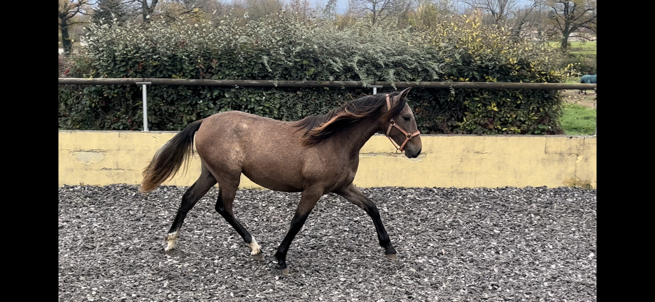 Pouliche Pure Race Espagnole OC