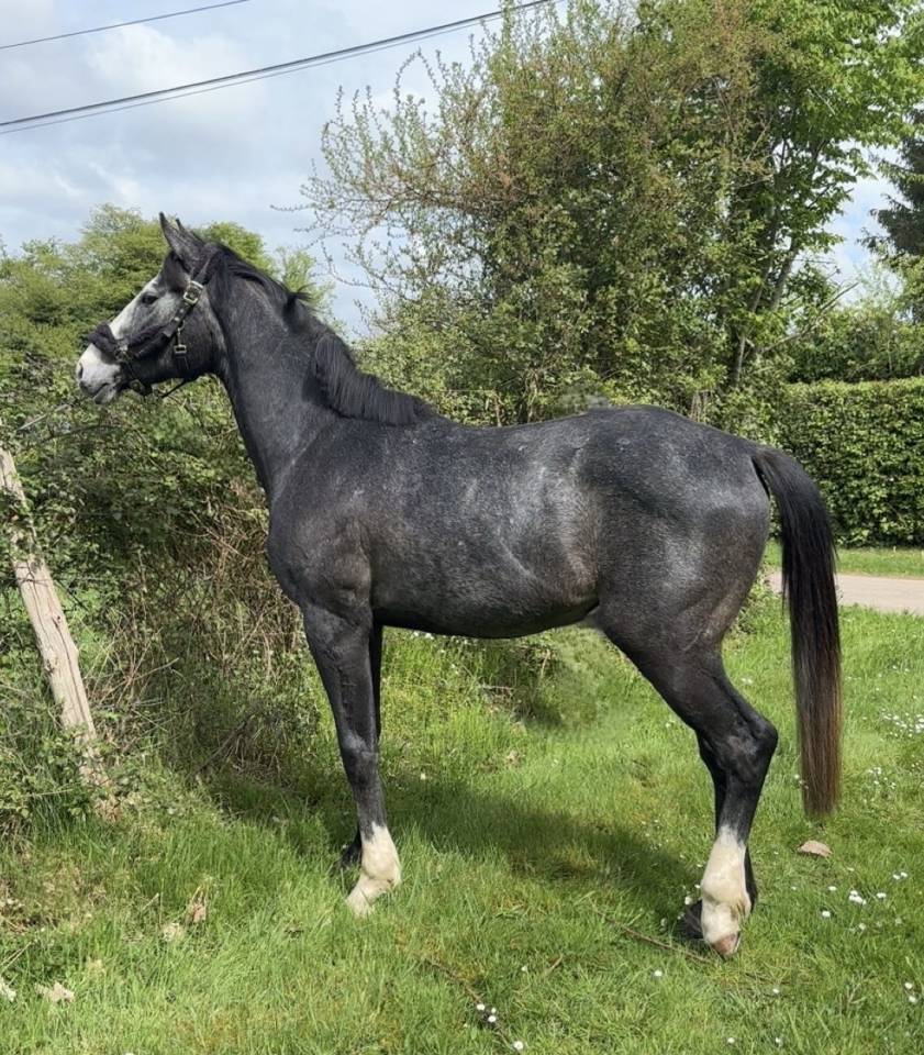 Hongre Selle Français 