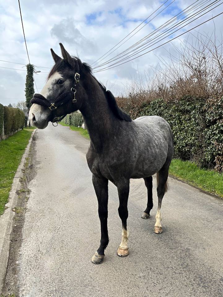 Hongre Selle Français 