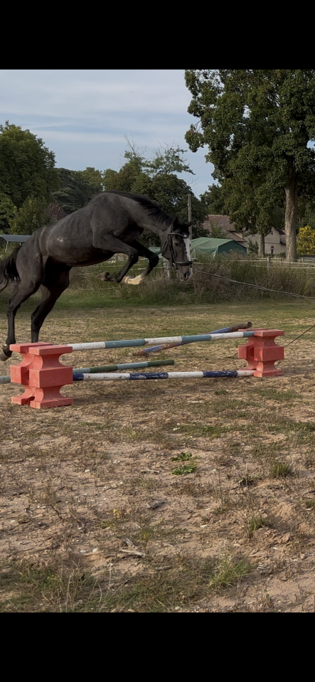 Hongre Selle Français 