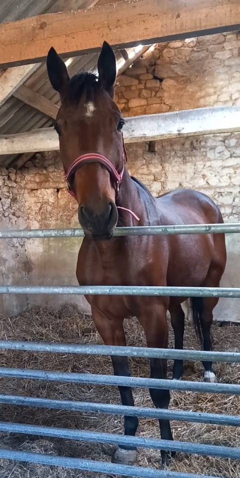 Gentil cheval de 6 ans