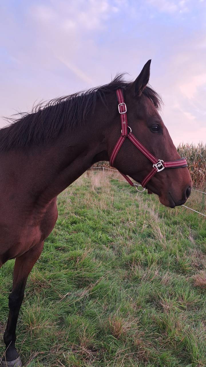 Gentil cheval de 6 ans