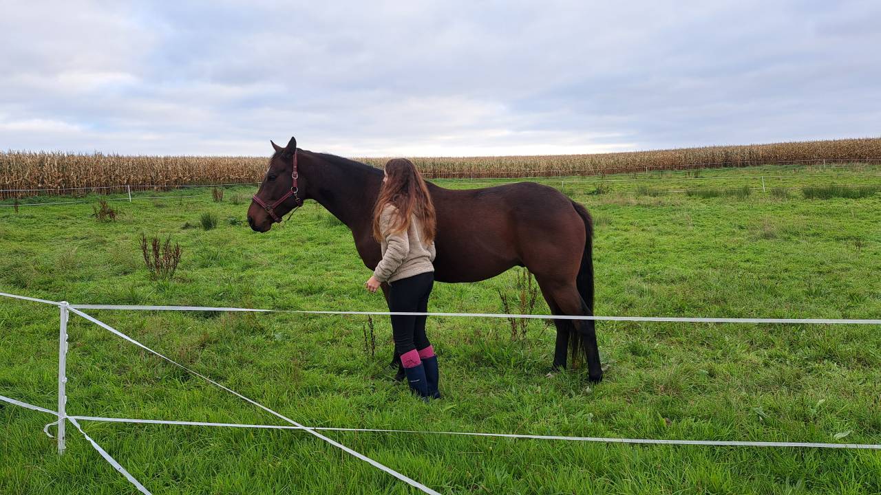 Gentil cheval de 6 ans