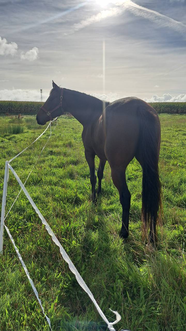 Gentil cheval de 6 ans