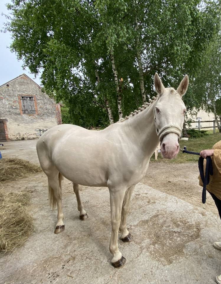 Vend ma ponette crème au yeux bleu 