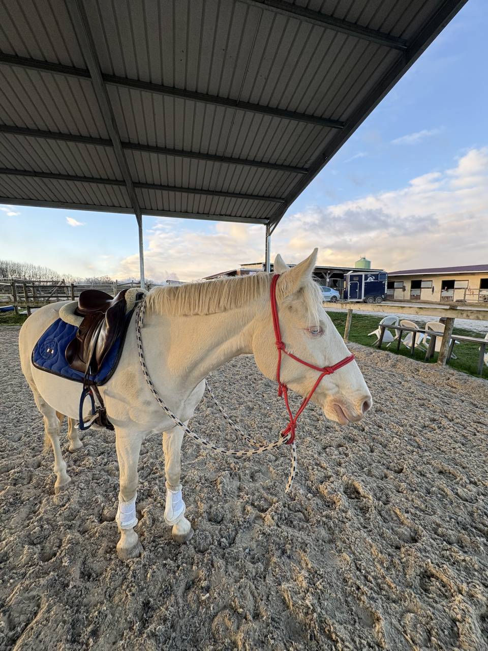 Vend ma ponette crème au yeux bleu 