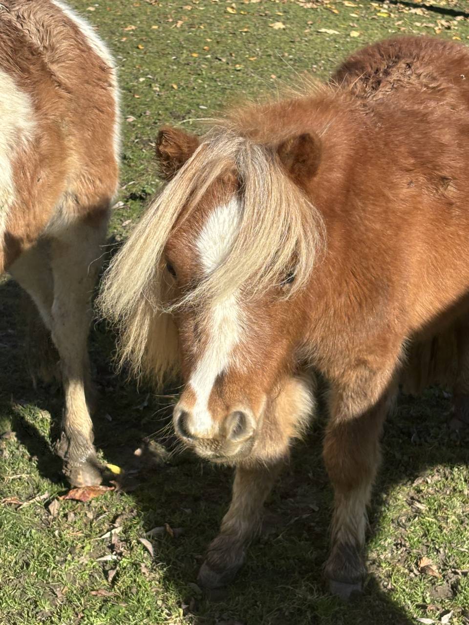 Poulain miniature alezan crins lavés pleins papiers