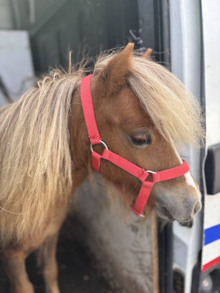 Poulain miniature alezan crins lavés pleins papiers