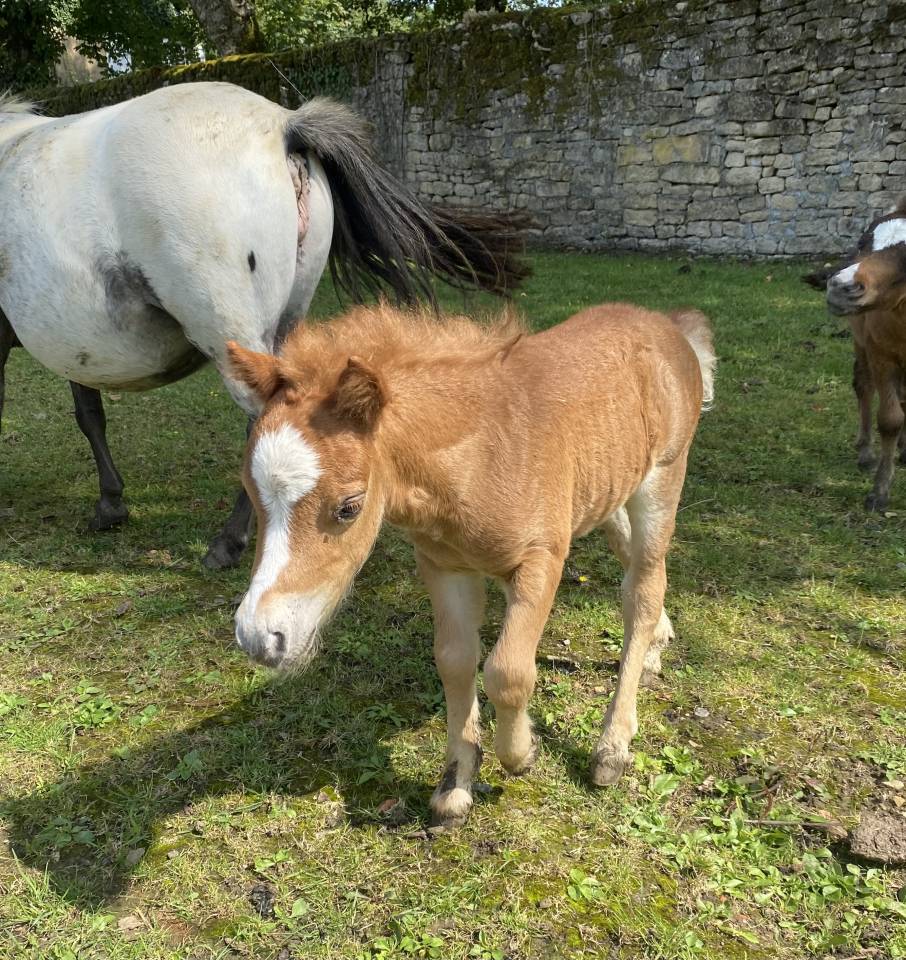 Poulain miniature alezan crins lavés pleins papiers