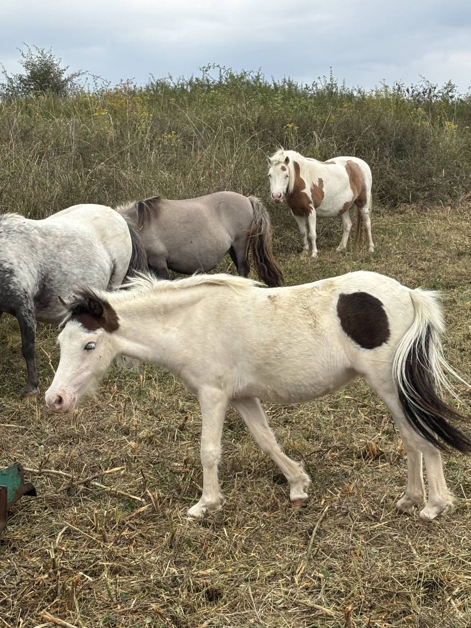 Jument miniature AMHA 