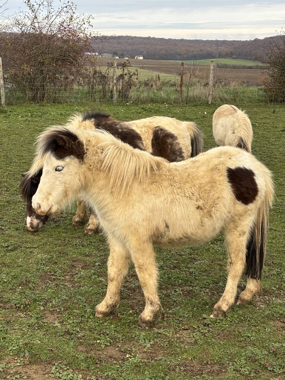 Jument miniature AMHA 