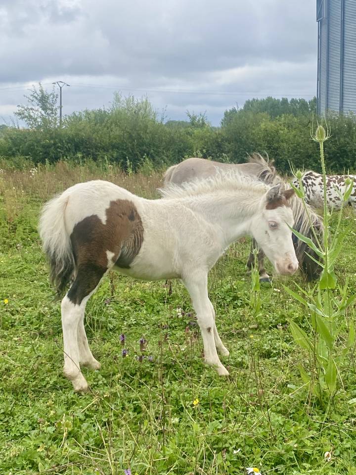 Jument miniature AMHA 