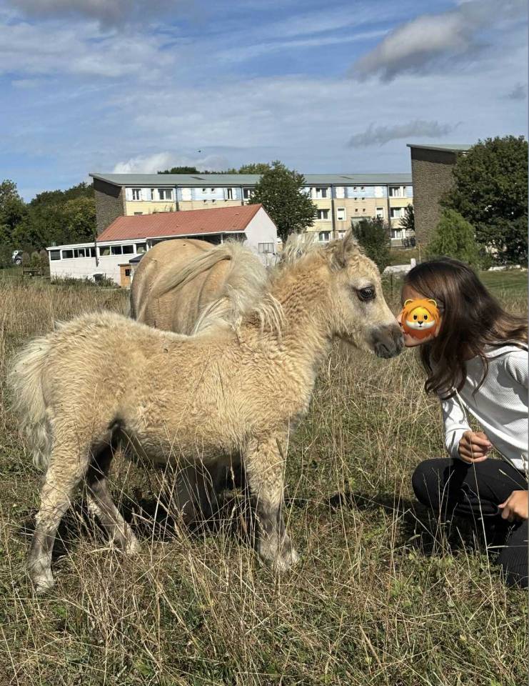 Poulain mini Shetland pleins papiers
