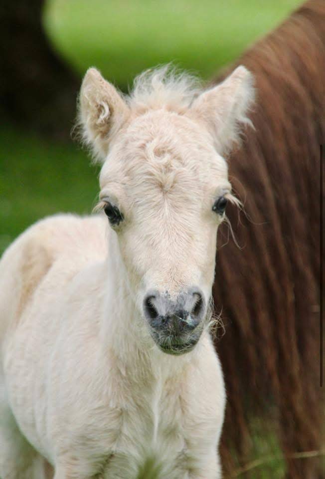 Poulain mini Shetland pleins papiers