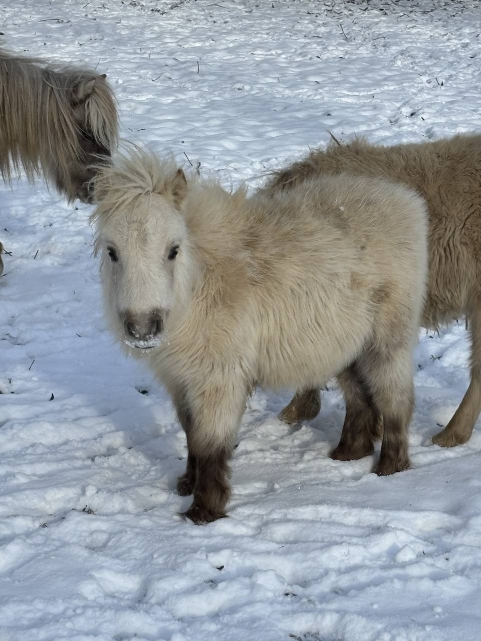 Poulain mini Shetland pleins papiers