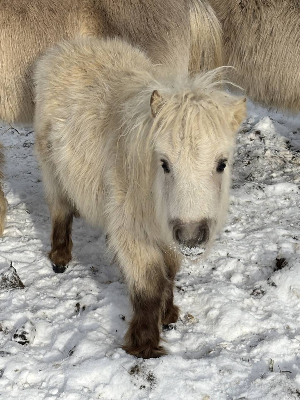 Poulain mini Shetland pleins papiers