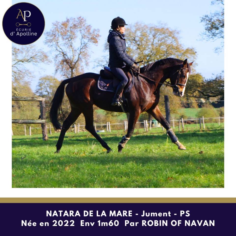 Magnifique jeune jument