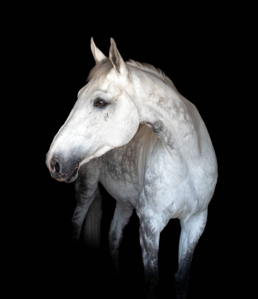 Sf adorable né en 2014