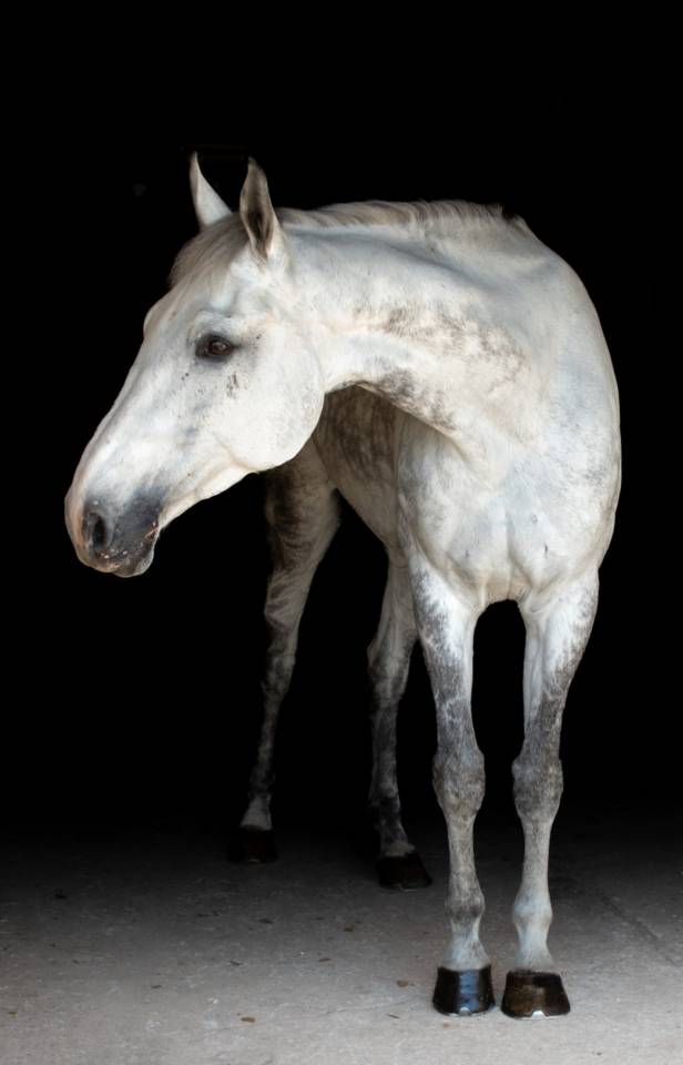 Sf adorable né en 2014