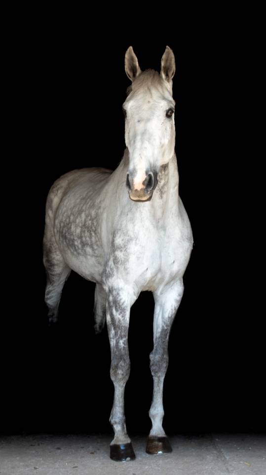 Sf adorable né en 2014