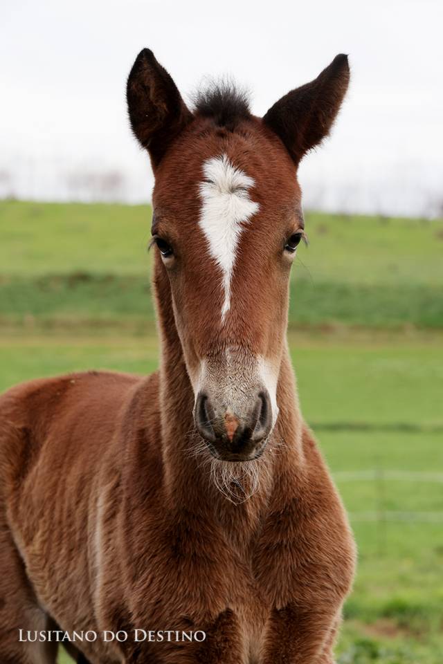 Poulain Lusitano x kwpn