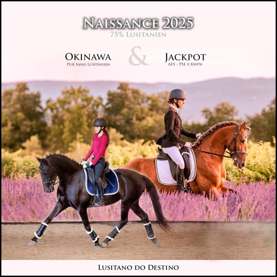 Poulain Lusitano x kwpn