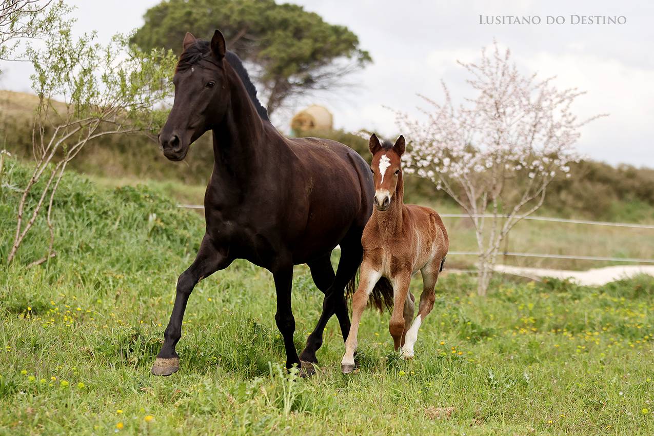 Poulain Lusitano x kwpn