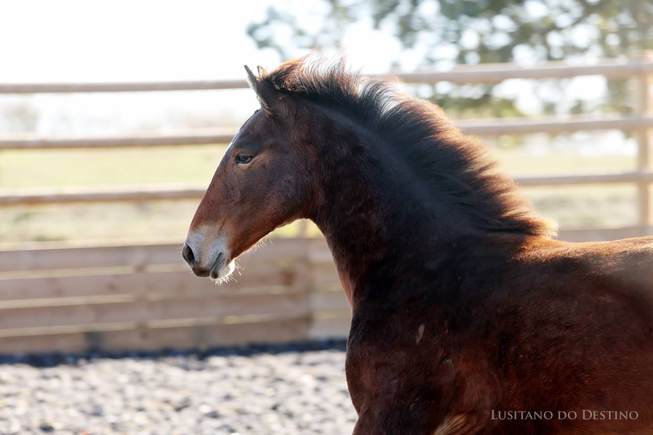 Poulain Lusitano x kwpn