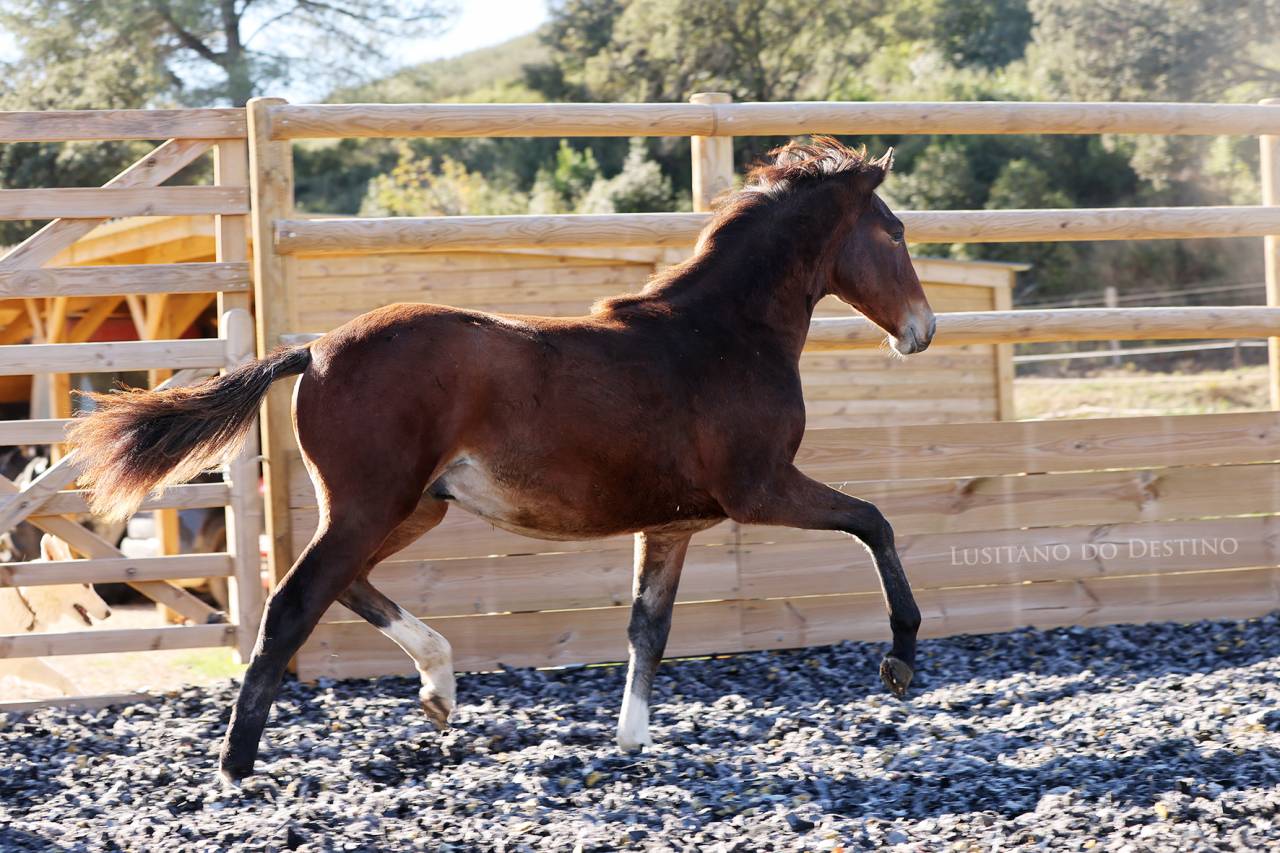 Poulain Lusitano x kwpn