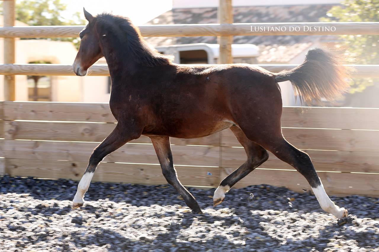 Poulain Lusitano x kwpn