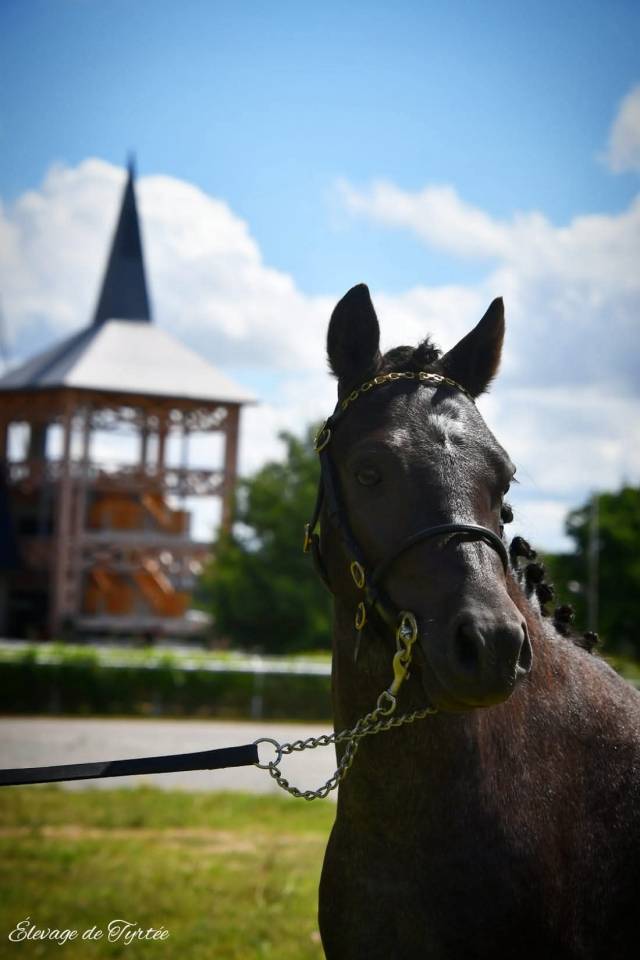 Super poney polyvalent 